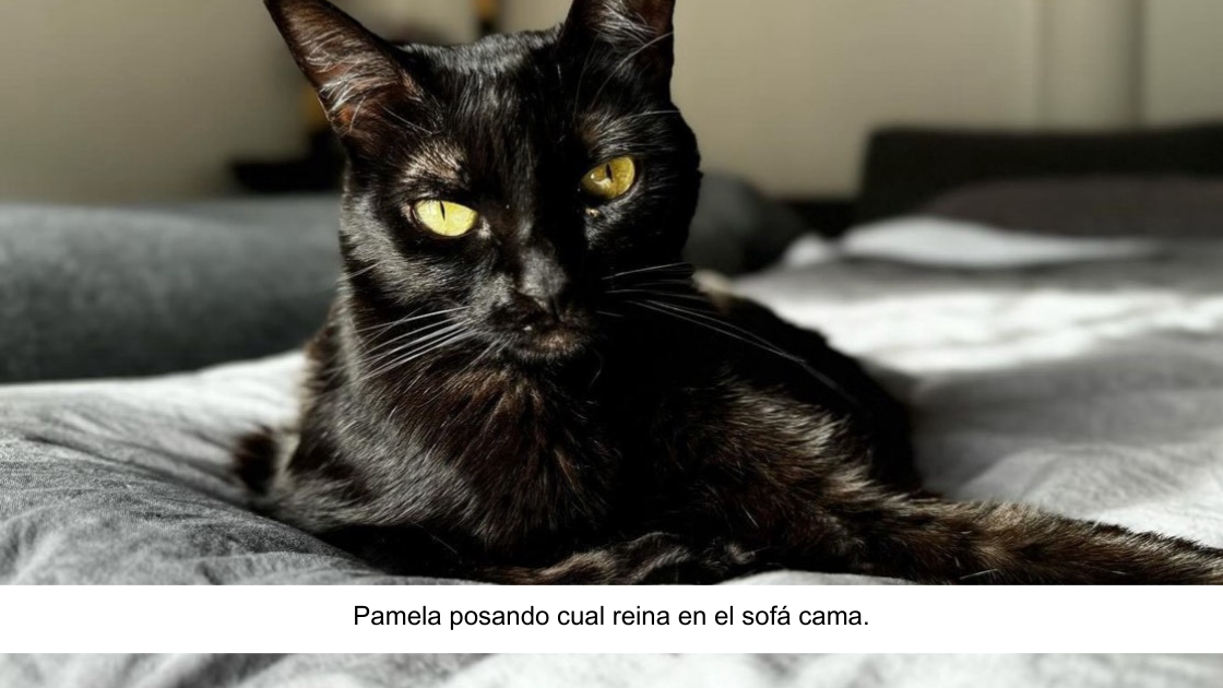 Preciosa gata negra de ojos dorados posando acostada sobre un sofá cama.